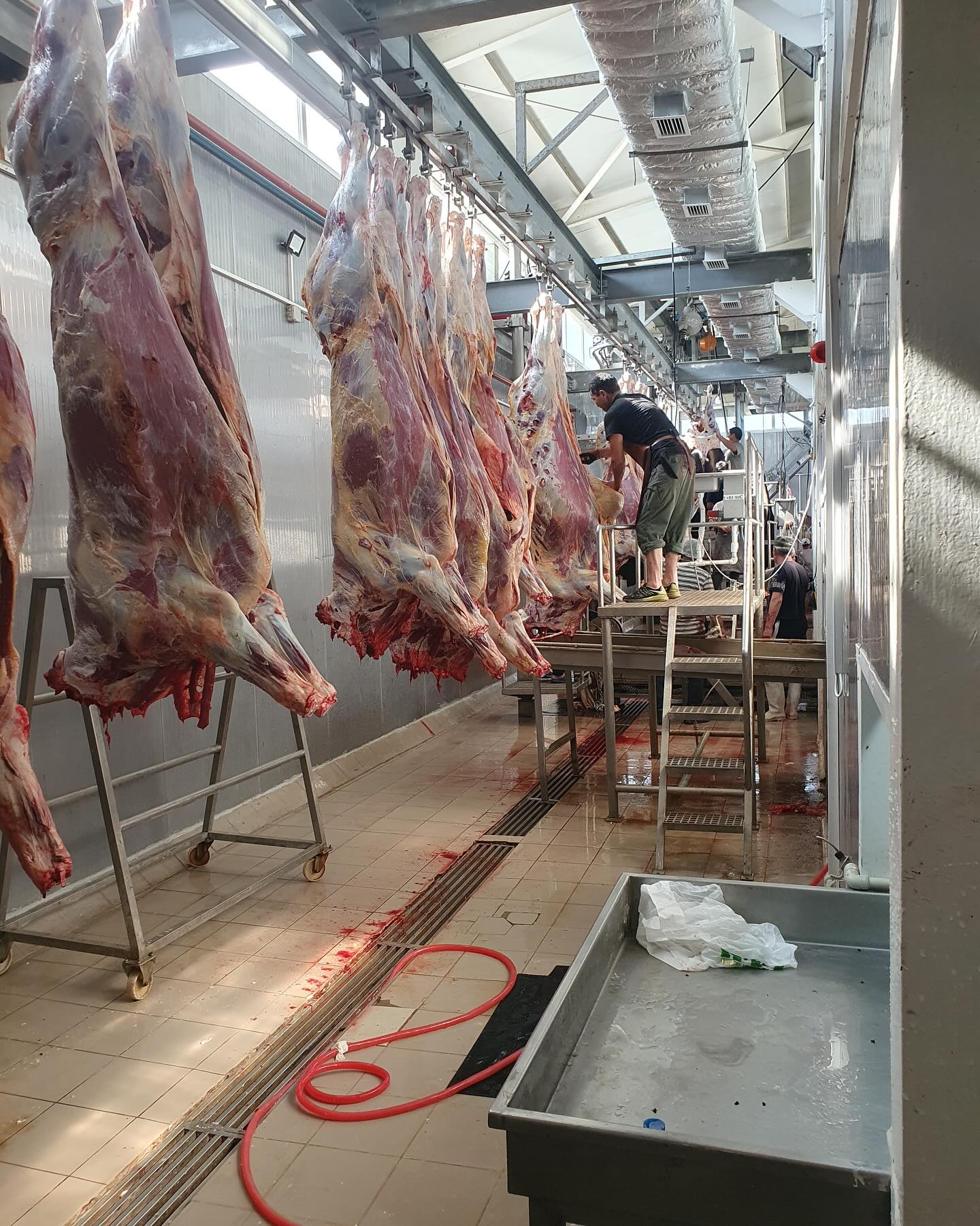 Курмандык этин таратуу